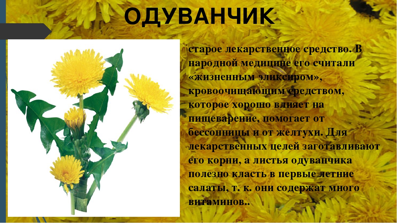 Настойка одуванчика — рецепты, от каких болезней, применение