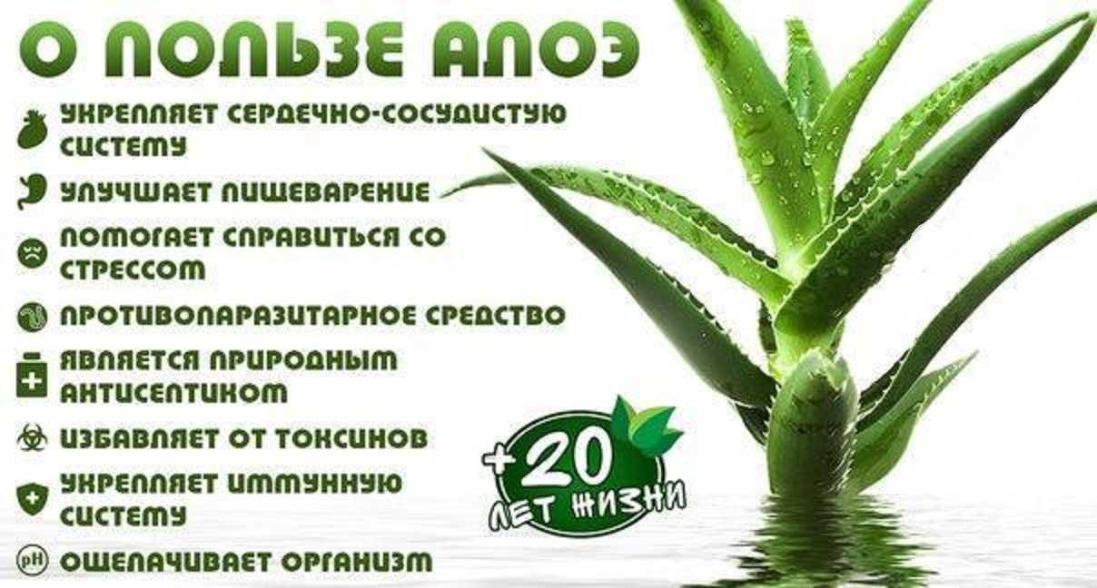 Алоэ: лечебные свойства и противопоказания, рецепты