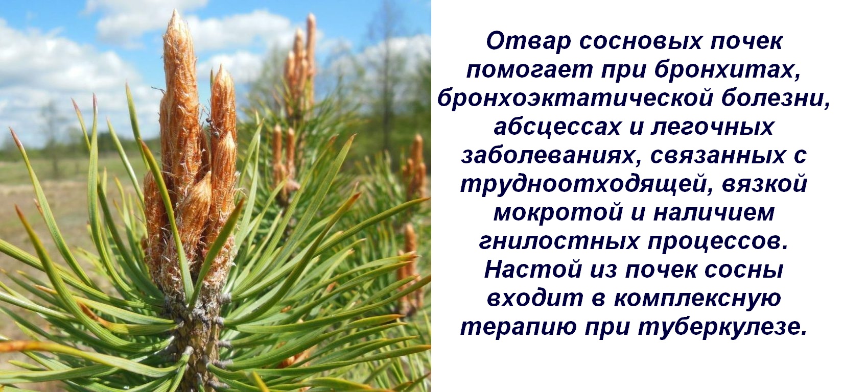 Лечебные свойства сосны, рецепты и применение в народной медицине шишек, хвои и почек
