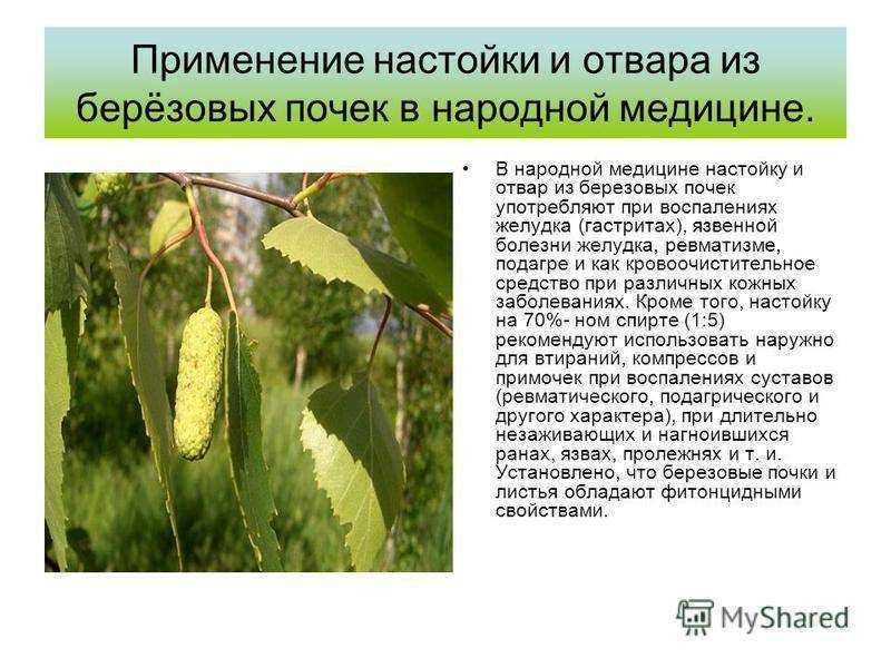 Настойка из березовых почек на водке:сила природы для души и тела