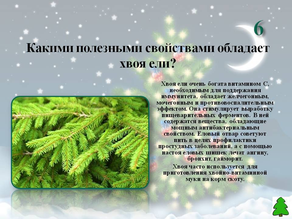Сосновая хвоя - полезные рецепты для оздоровления организма и повышения иммунитета