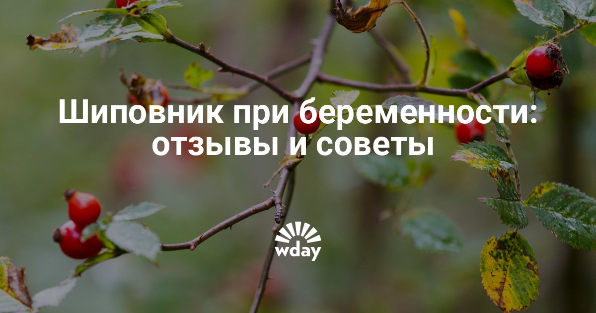 Сироп шиповника при беременности: можно ли пить беременным, полезные свойства и рецепты приготовления напитка